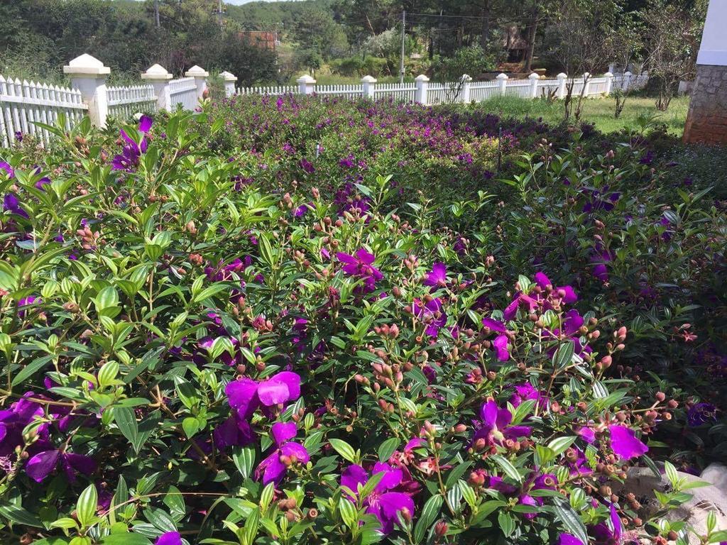 Romeo & Juliet Guesthouse Dalat المظهر الخارجي الصورة